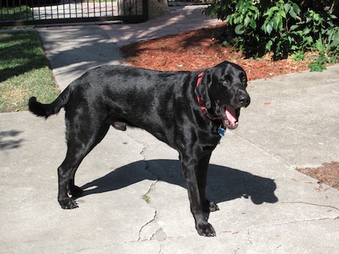 doggies3 018