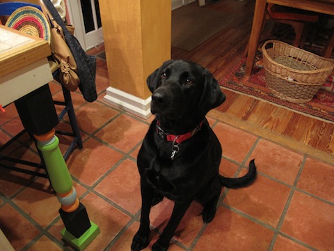 doggies3 127