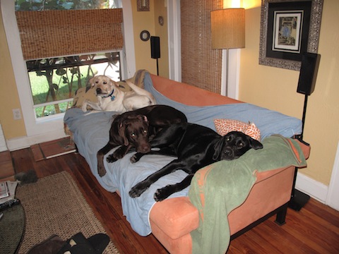dogs 004